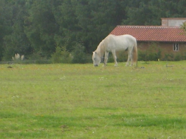  Unsere Pferde